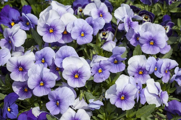 Horned Pansies (Viola cornuta 'Twix Blue Ice')