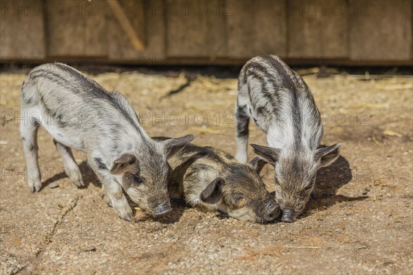 Mangalitsa or Mangalitza Pigs (Sus scrofa domestica)