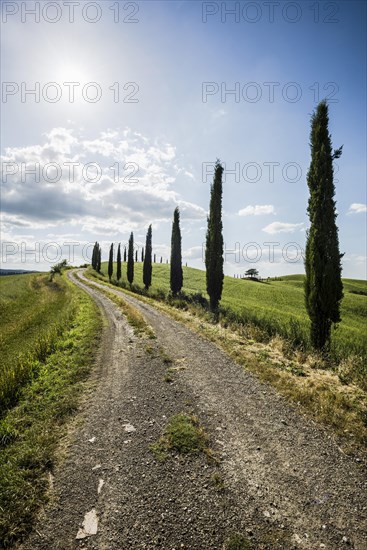 Mediterranean Cypresses (Cupressus sempervirens) and a dirt track