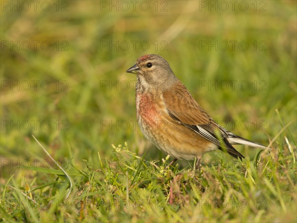 Common Linnet (Carduelis cannabina)