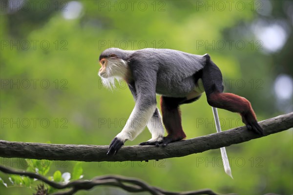 Douc Langur or Red-shanked Douc (Pygathrix nemaeus)