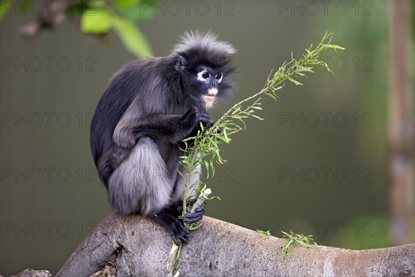 Dusky Leaf Monkey or Southern Langur (Trachypithecus obscurus)