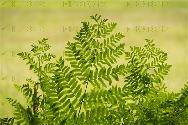 Royal fern (Osmunda regalis)