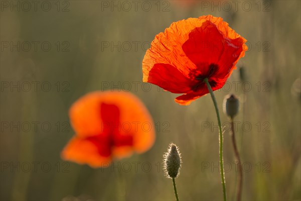 Corn Poppies (Papaver rhoeas)