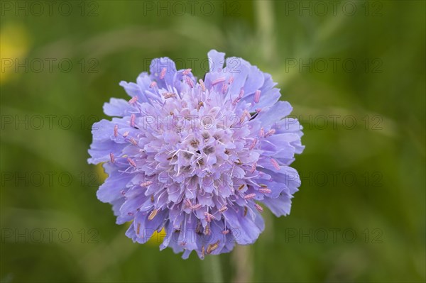 Field Scabious (Knautia arvensis)