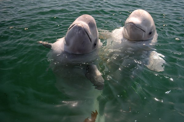 Two young Beluga Whales or White Whales (Delphinapterus leucas)