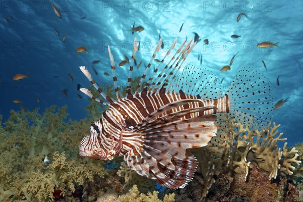 Red Lionfish (Pterois volitans)