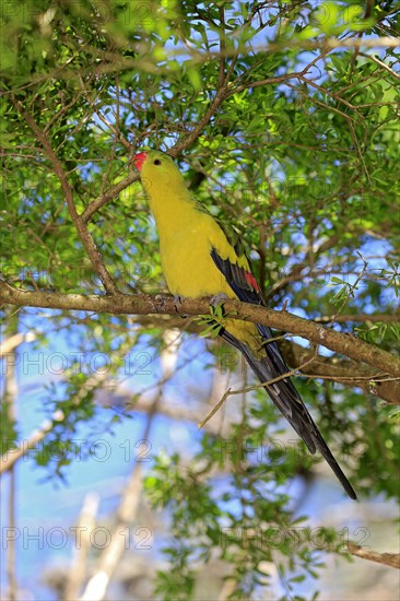 Regent Parrot (Polytelis anthopeplus)