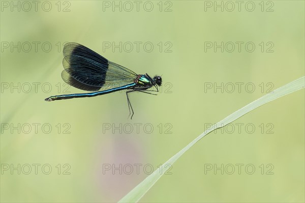 Banded demoiselle (Calopteryx splendens)