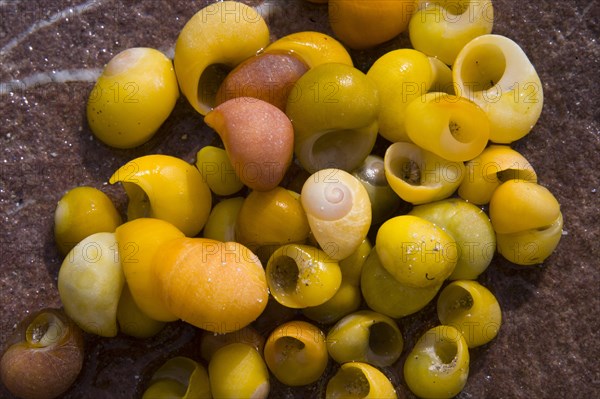 Smooth or Flat Periwinkle (Littorina obtusata)