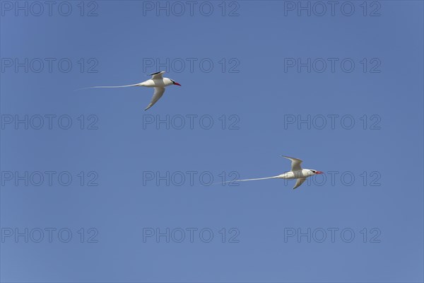 Two Red-billed Tropicbirds or Boatswain Birds (Phaeton aethereus) in flight