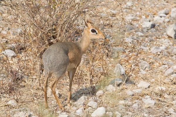 Kirk's Dik-dik (Madoqua kirkii)