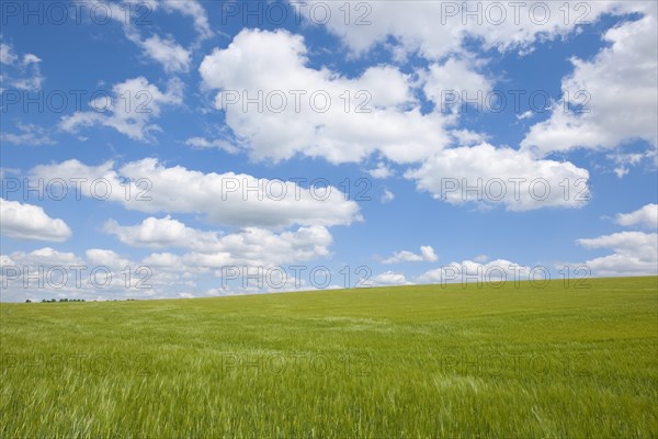 Barley field (Hordeum vulgare) in spring with blue sky and cumulus clouds