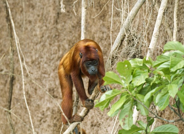 Red Howler Monkey (Alouatta seniculus)