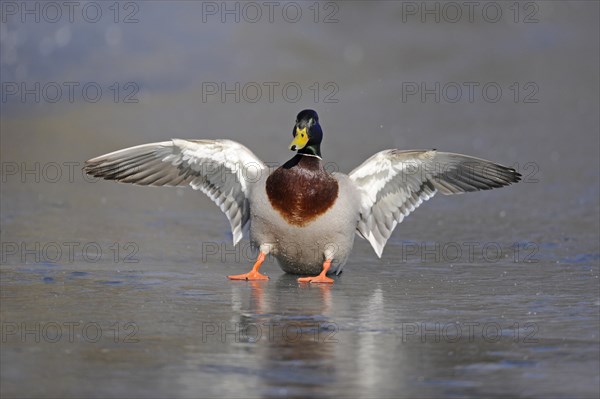 Mallard (Anas platyrhynchos) drake