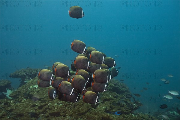 Butterflyfish (Chaetodon collare)