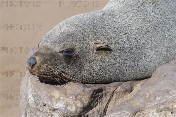 Brown Fur Seal or Cape Fur Seal (Arctocephalus pusillus) sleeping on a rock