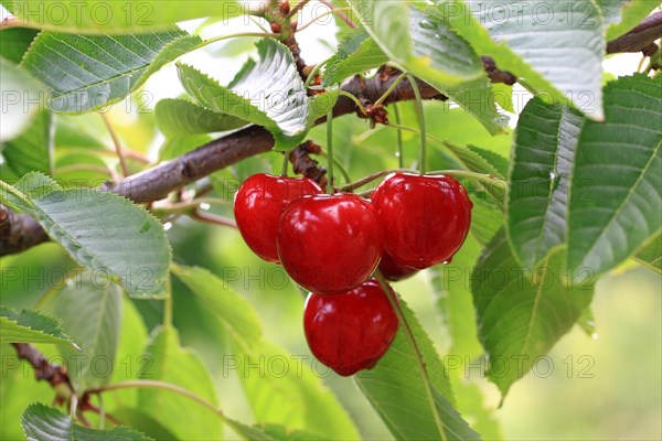Sweet cherries on the twig