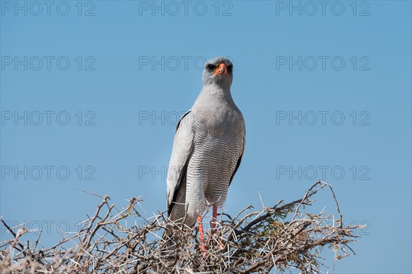 Eastern Chanting Goshawk (Melierax poliopterus) sitting in dry acacia