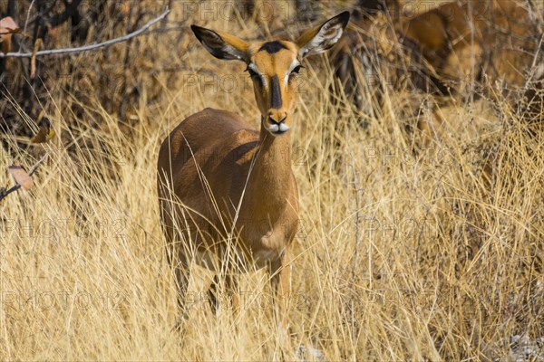 Black Faced Impala (Aepyceros melampus petersi) female standing in tall grass