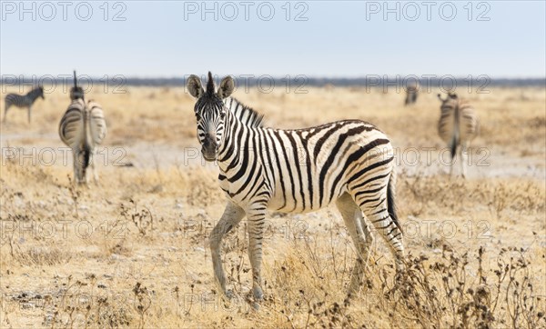 Burchell's Zebra (Equus burchellii)