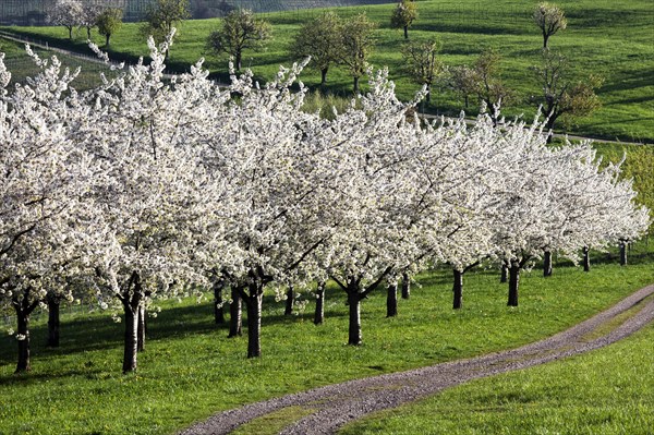 Cherry trees in full blossom