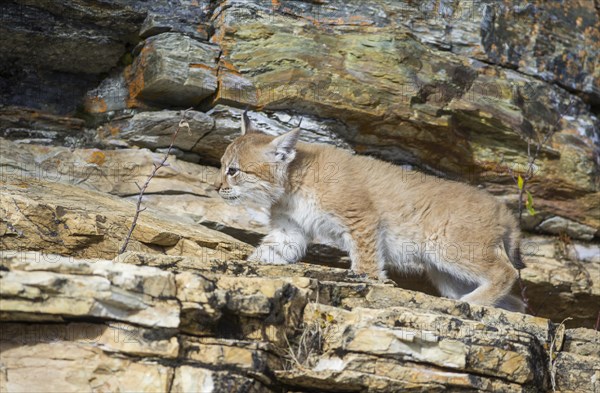 Young wild Eurasian Lynx (Lynx lynx)