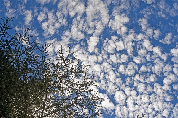 Trees with fleecy clouds