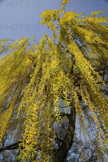 Weeping Willow (Salix babylonica)