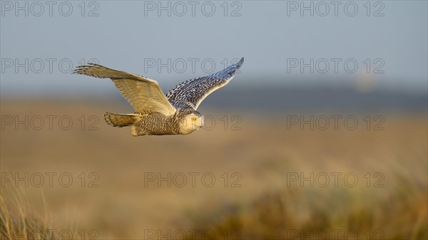 Snowy Owl (Bubo scandiacus)