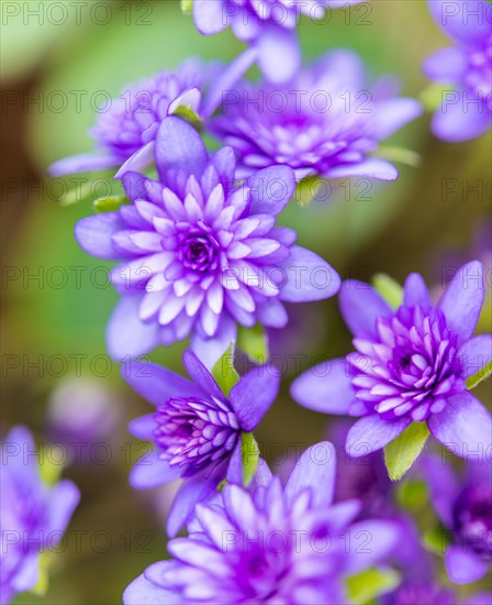 Purple Hepatica or Liverwort (Hepatica)