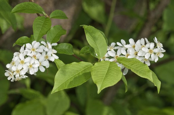 Bird Cherry or Hackberry (Prunus padus)