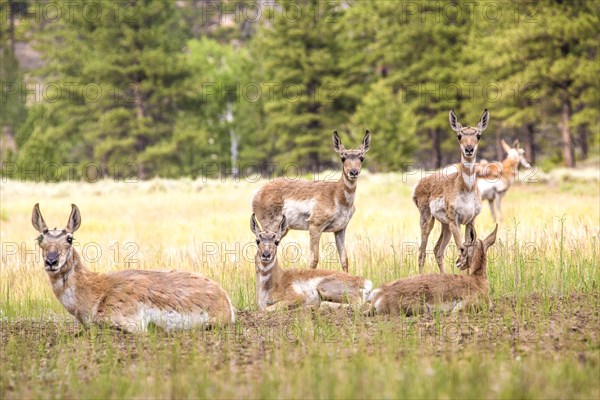 Pronghorns (Antilocapra americana)