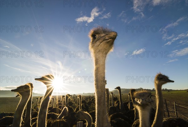 African Ostriches (Struthio camelus)