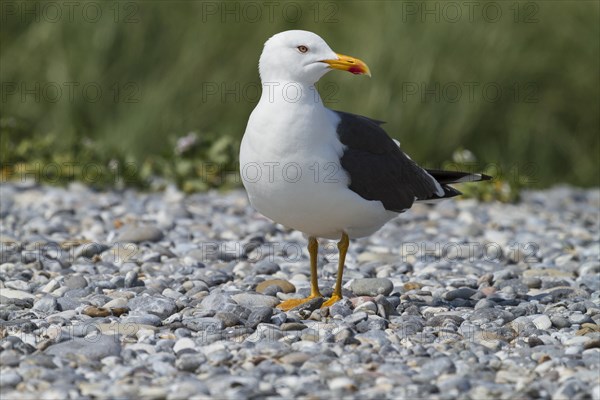 Great Black-backed Gull (Larus marinus)