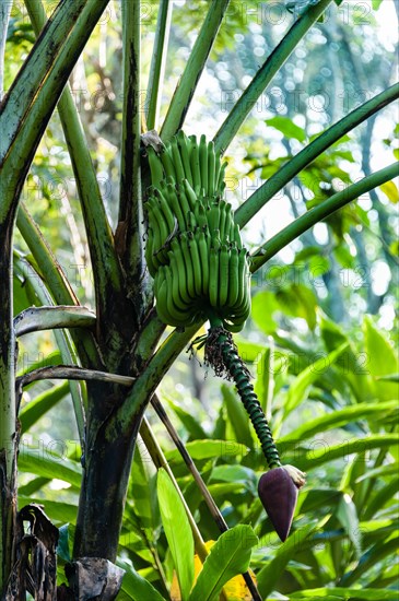 Banana tree