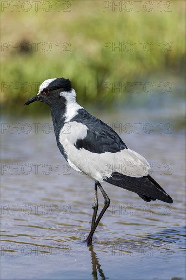 Blacksmith Lapwing (Vanellus armatus)