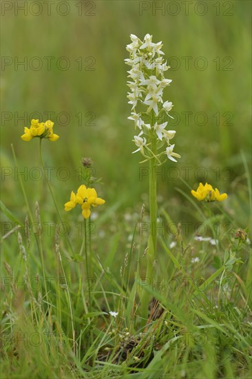 Lesser Butterfly Orchid (Platanthera bifolia)