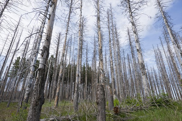 Dead Spruce Trees (Picea abies) after infestation and herbivory of the Eight-toothed Spruce Bark Beetle (Ips typographus)