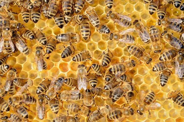 Colony of Honey Bees (Apis mellifera var carnica) on fresh honeycomb with honey