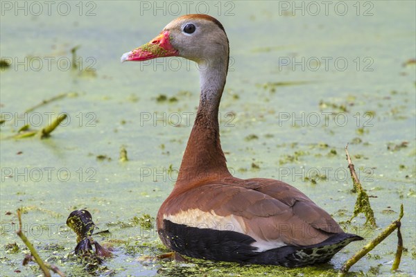 Black-bellied Whistling Duck (Dendrocygna autumnalis) in a swamp covered with duckweed