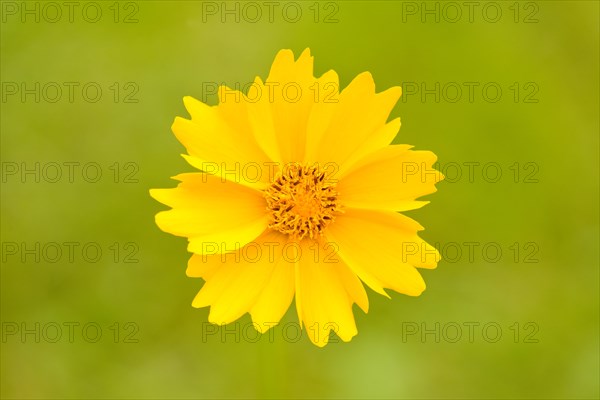 Calliopsis (Coreopsis sp.)