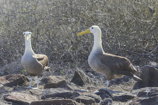 Waved Albatrosses or Galapagos Albatrosses (Phoebastria irrorata)