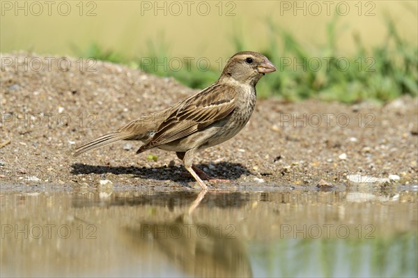 Ortolan Bunting (Emberiza hortulana) standing at the water's edge