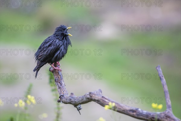 Spotless Starling (Sturnus unicolor)