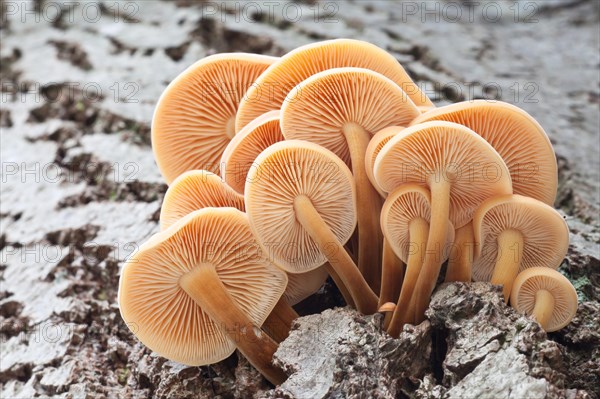 Winter Mushrooms (Flammulina velutipes)
