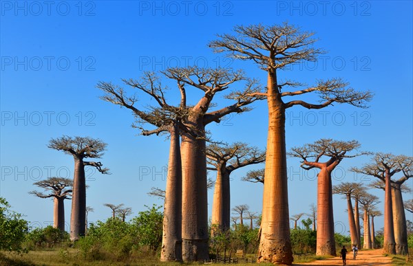 Baobab trees (Adansonia grandidieri)