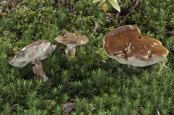 Bay Bolete (Xerocomus badius)