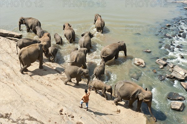 Group of Asian Elephants (Elephas maximus) by the river