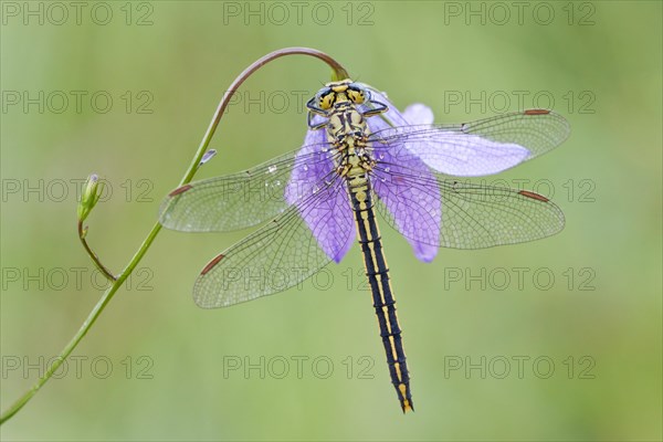 Western Clubtail (Gomphus pulchellus) on a Spreading Bellflower (Campanula patula)